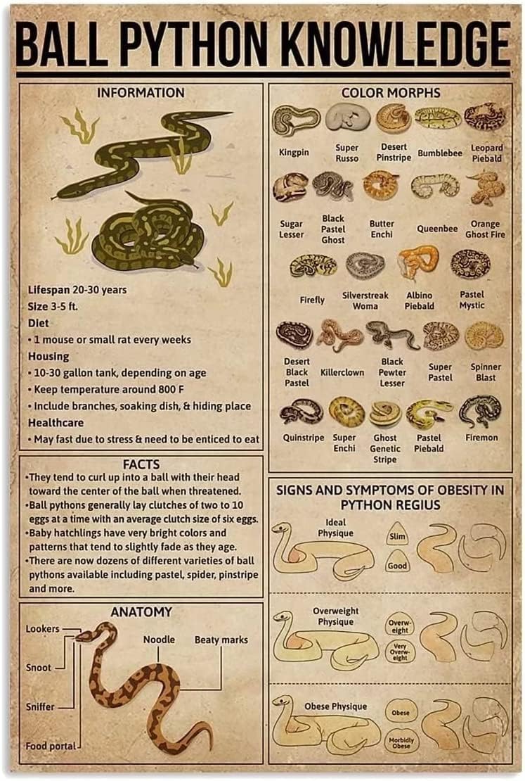 Amazon.com: Starotore Ball Python Knowledge Metal Tin Signs Retro Ball ...