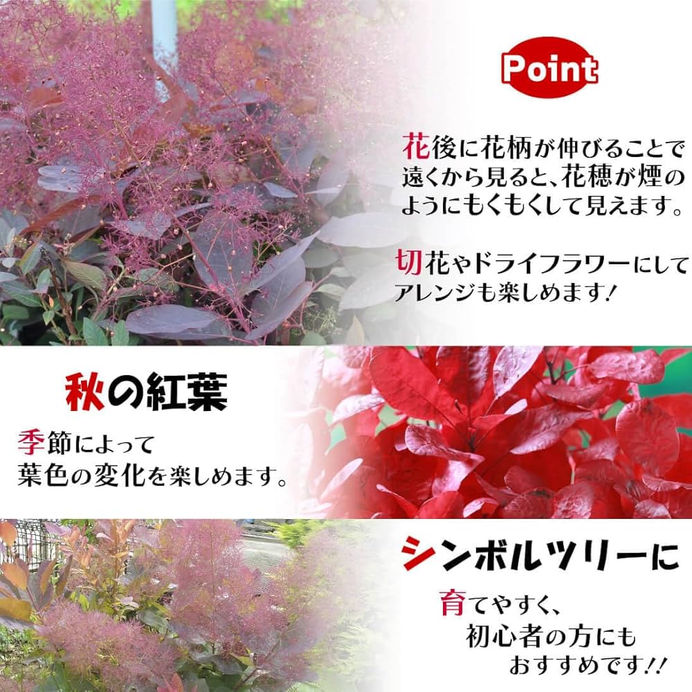 スモークツリーとユーカリ アルビダ苗木2種セット 紅葉とシルバー