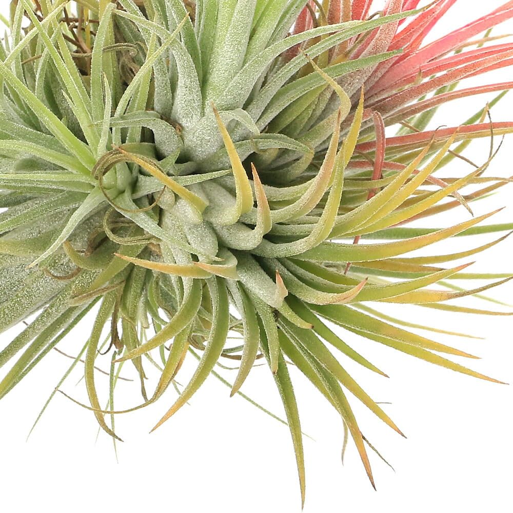 Amazon｜（観葉植物）エアープランツ チランジア イオナンタ クランプ