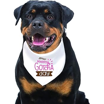 gotcha day gifts dog