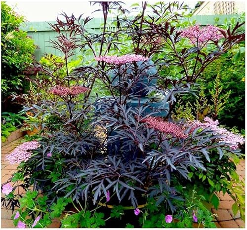 [x2] Elderberry Sambucus Nigra 'Black Lace' | Multi-Pack | Deciduous Shrubs | Pot Plants