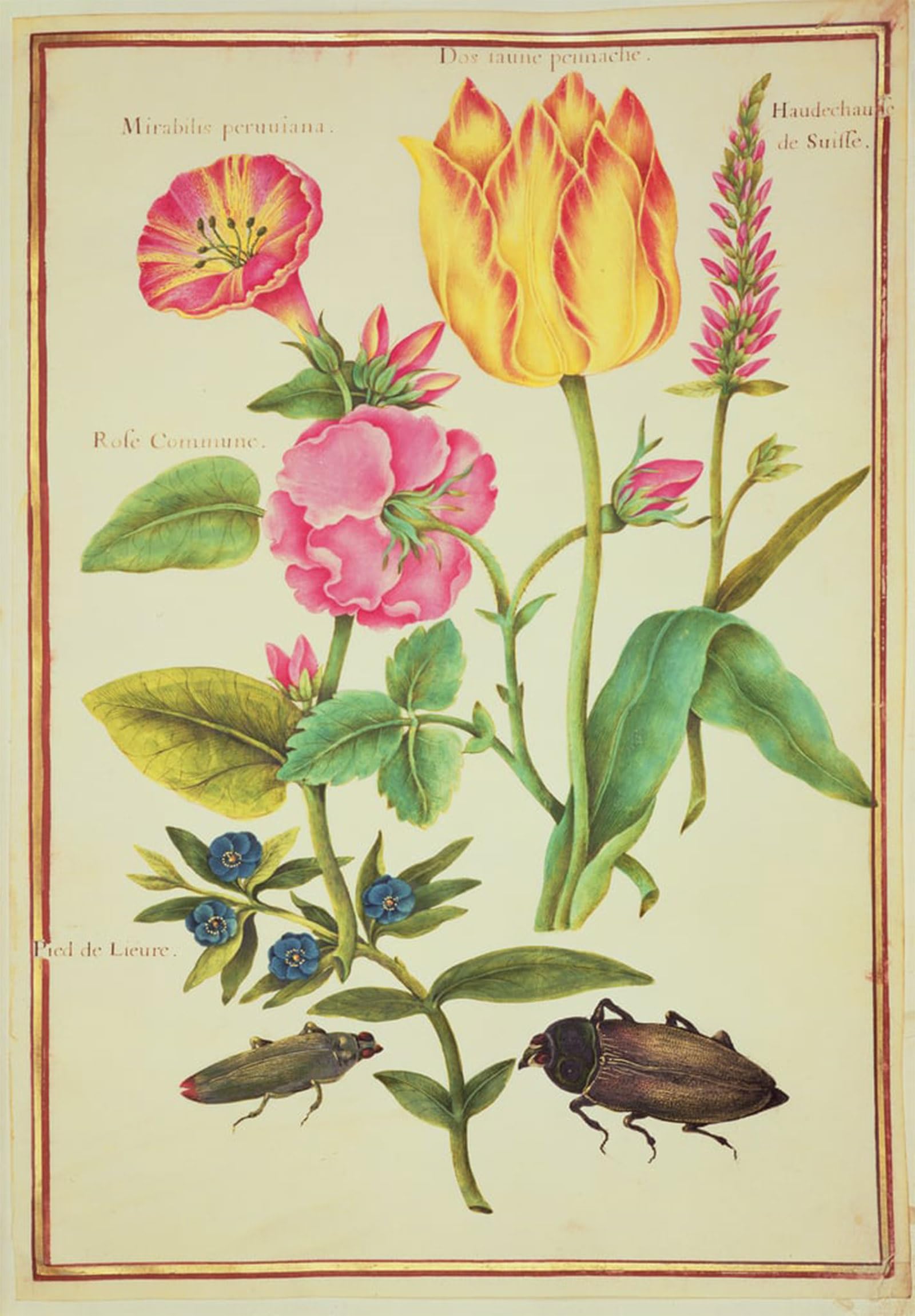 SERENDIPITP Abstract Painting Mural Print Picture Wall Decor Painting Flower Studies by Nicolas Robert Vintage Wall Artwork for Home Decor 60x90cm