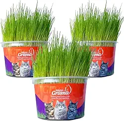 Kit Graminha Petisco Para Gatos - Graminha Digestiva 100% Natural - Mister Grama (3 unidades)