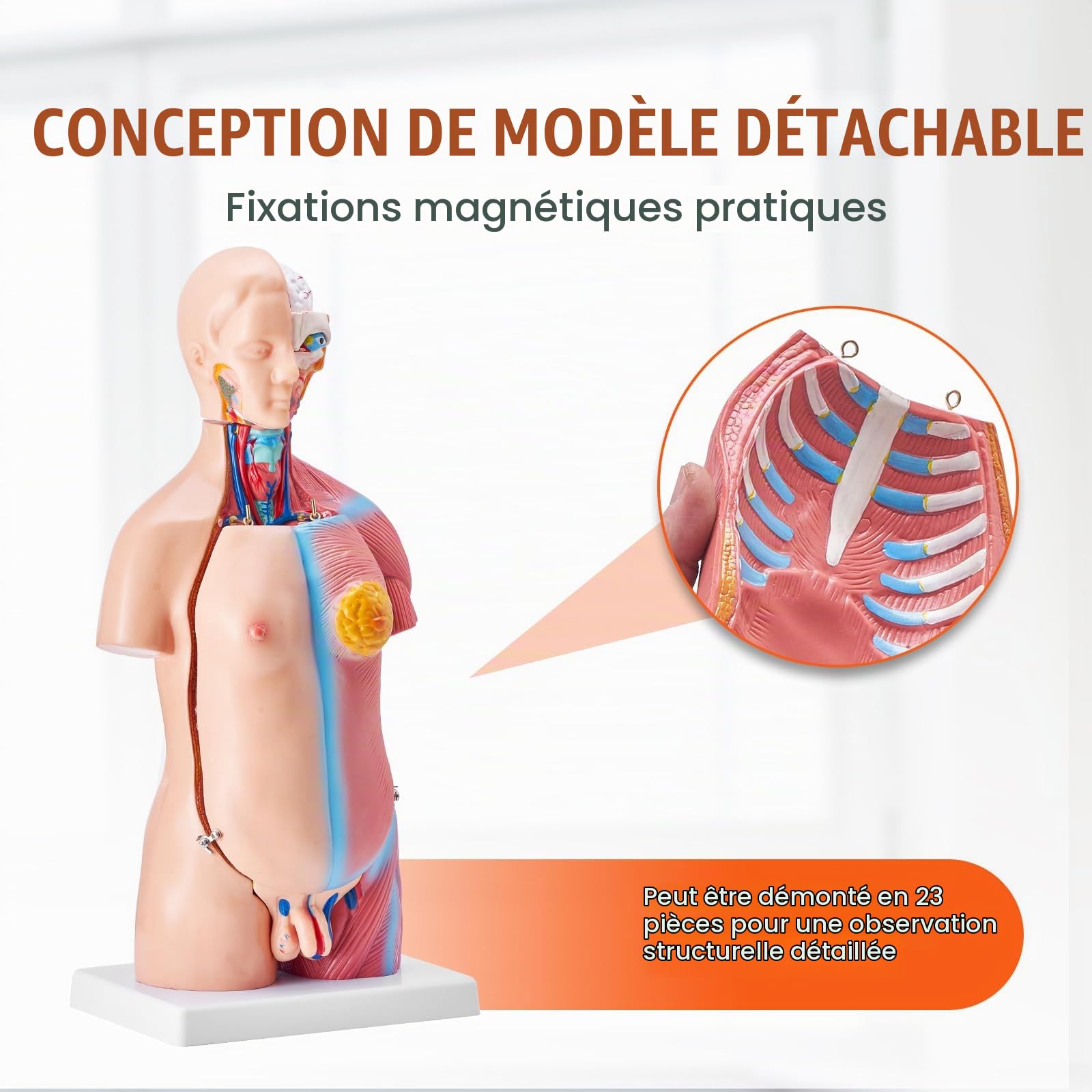 VEVOR Torse Humain Modèle 45 cm Organes Internes Médicaux Modèle Humain de Corps D'Anatomie en PVC pour Comprendre la Structure Physiologique du Corps