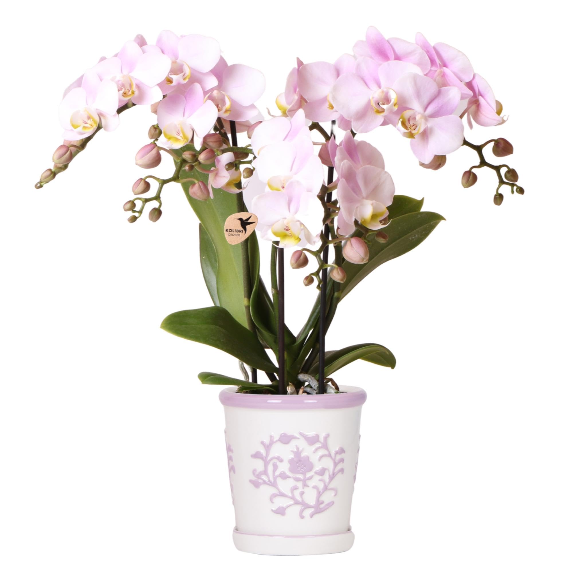 Kolibri Orchidées | Orchidée rose Portugal + Malaga Pot décoratif rose - Taille du pot Ø9cm | Plante d'intérieur fleurie - Frais du cultivateur