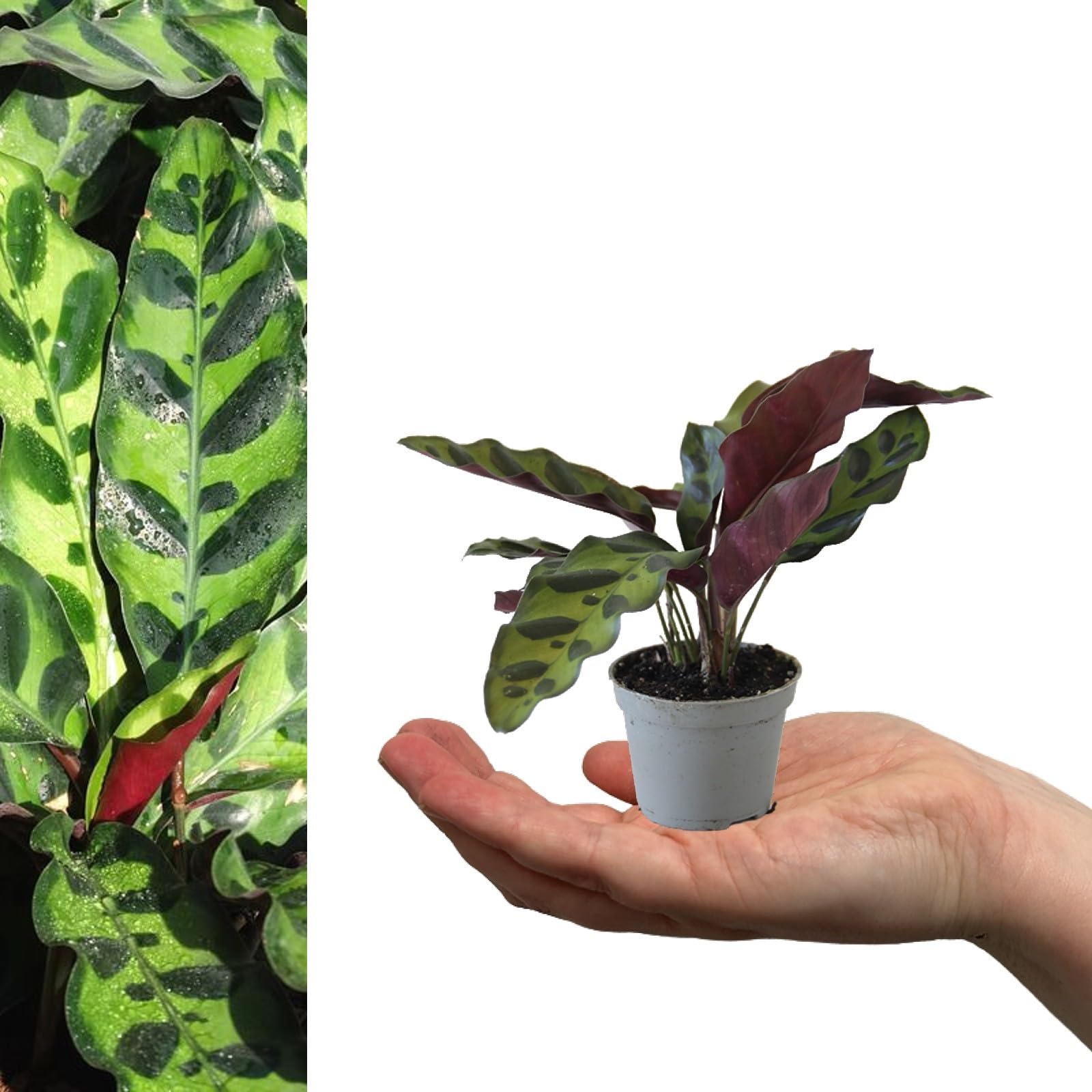 Carbeth Plants Calathea lancifolia - Rattlesnake Plant (1 Plant)