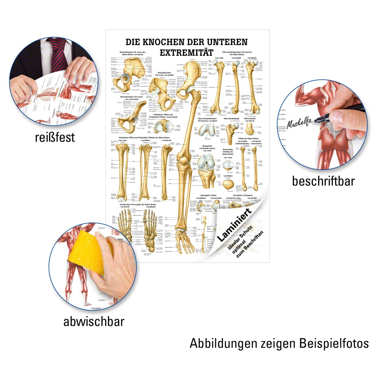 Anatomie Poster „Die Knochen Der Unteren Extremität“ – Ruediger TA67, 70x100 Cm, Hochglanzpapier