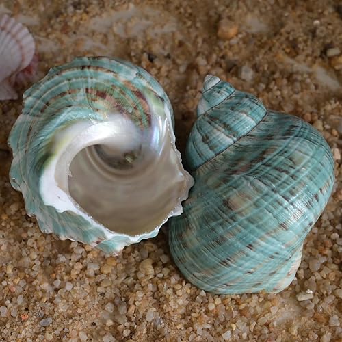 Miniatura 5 de 2 conchas de cangrejo ermitaño XXL, concha de mar natural, verde, pulido, costero, adornos de mesa, capacidad para cangrejo ermitaño de hasta