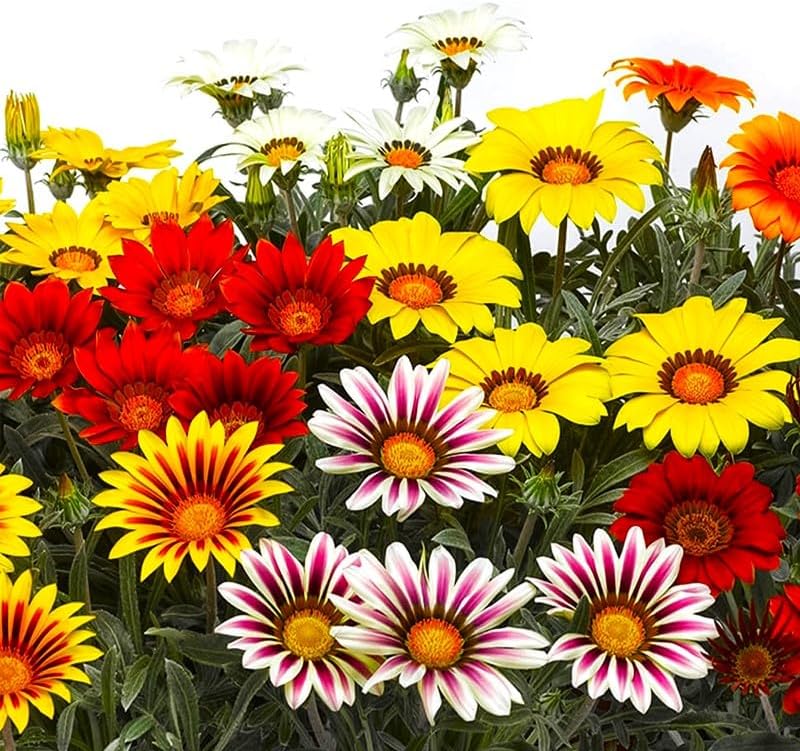 Miniatura 3 de Showy Gazania Flower Mix Perenne 100+ semillas para plantar flores del tesoro sin OMG Margarita africana