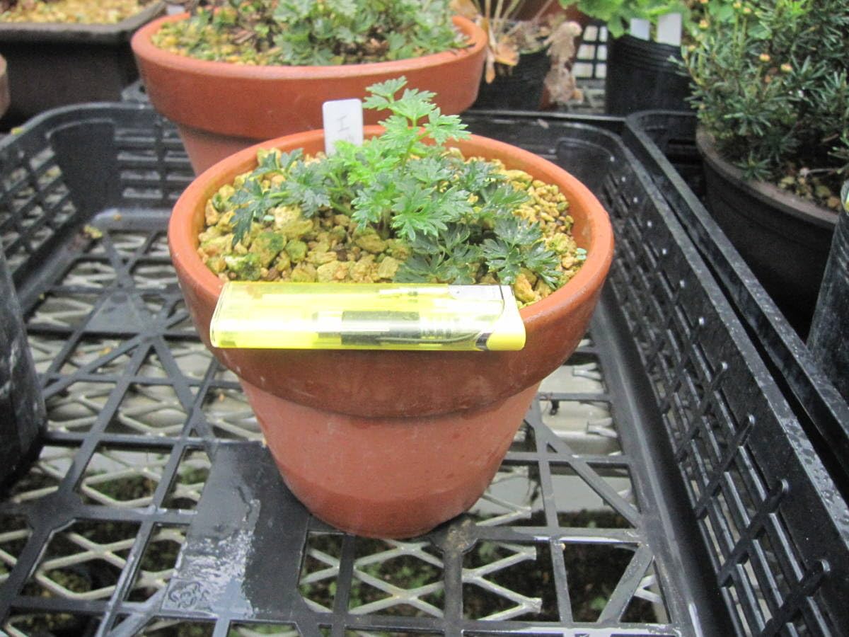 山野草 エゾツクモグサ 芦別岳 超希少 5号鉢植え