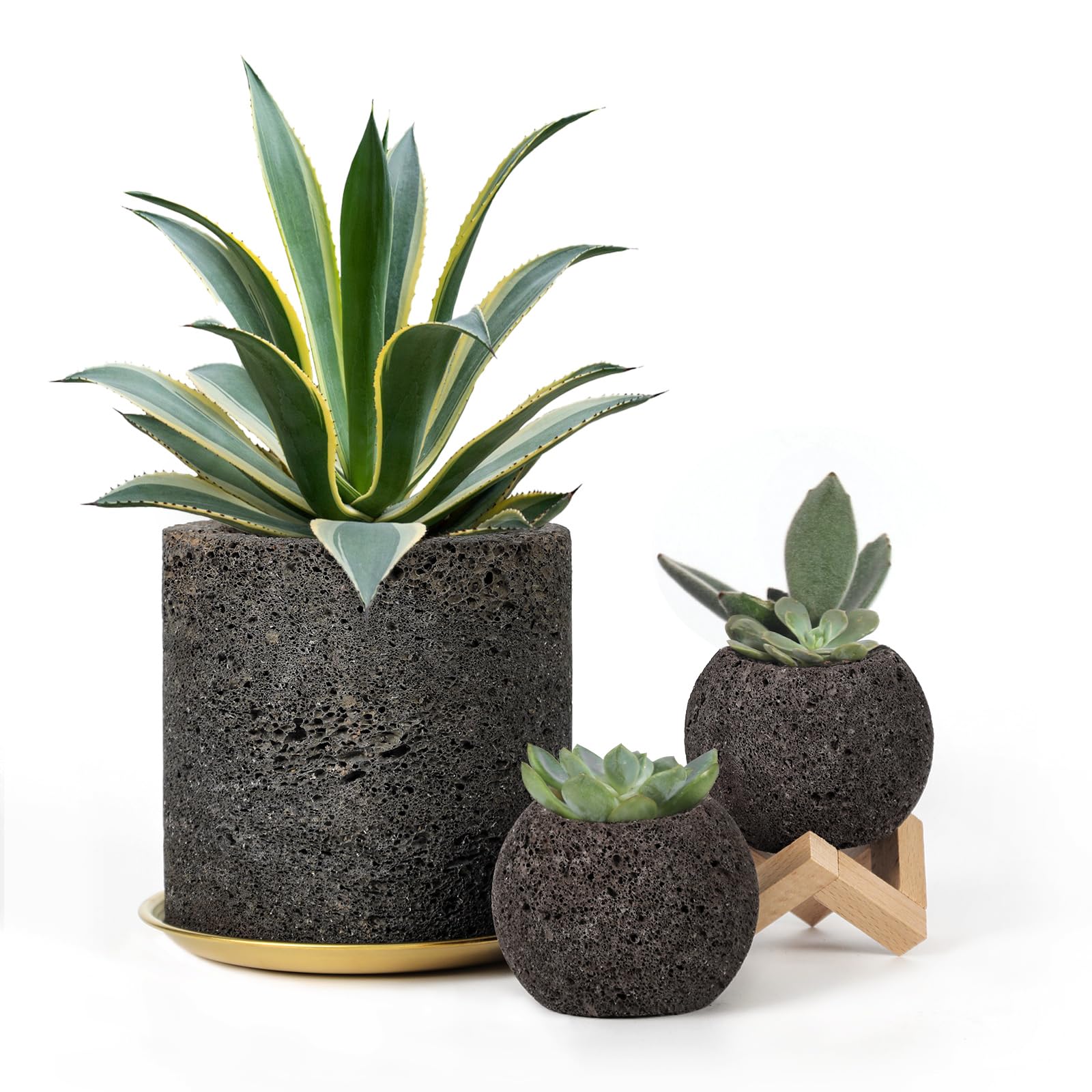 spider plant that purifies air Shamrock Spider Plant (Chlorophytum comosum) 2.5 inch Pot - Non-Variegated, Solid Green Spider Plant