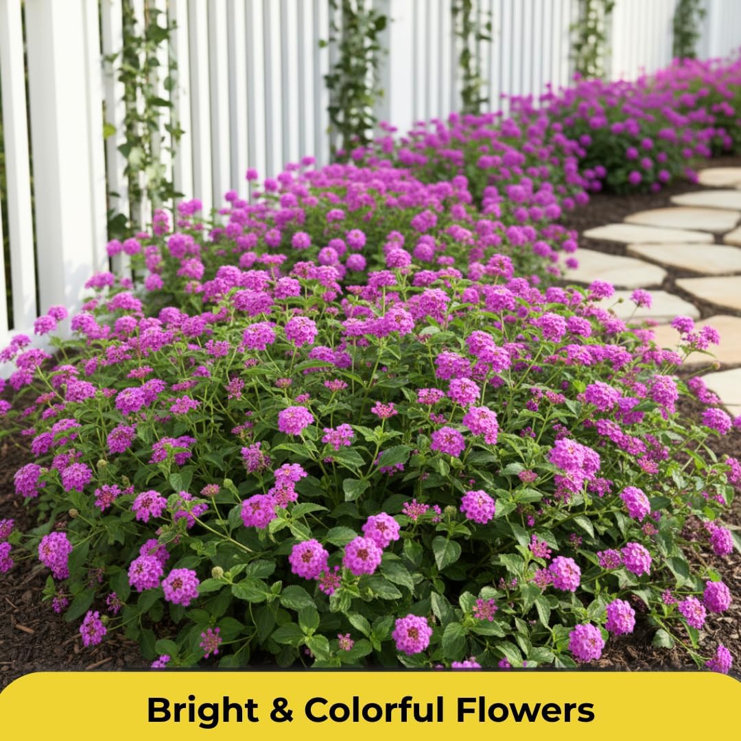 Purple Lantana Plants Live | 4 to 6 Inch Tall Starter Plant, Colorful Decorative Garden Plant for Outdoor or Container Growing
