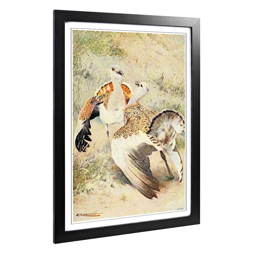 Big Box Art Framed Print of Vintage W Kuhnert Bustard Design | Wall Art Picture | Home Decor for Kitchen, Living Room, Bedroom, Hallway, Black, A2 / 24.5x18 Inch / 62x45cm