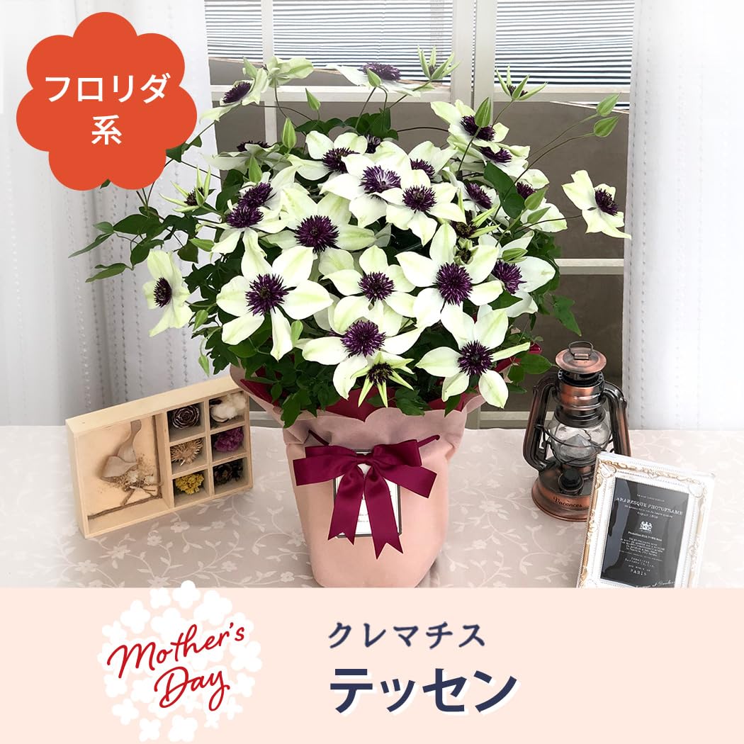Amazon｜母の日 プレゼント クレマチス テッセン 6号鉢 母の日ギフト
