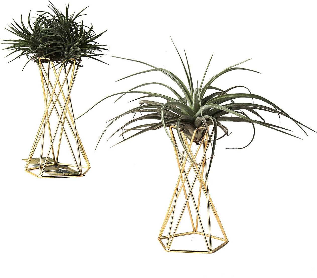 Air Plant Stand Air Plant Holder Tillandsia Holder Air Plant Display Stand Streptophylla Air Plant Stand, Pack of 2