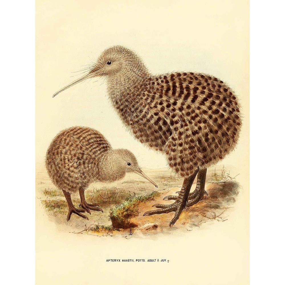 Wee Blue Coo Drawing Bird Rowley Keulemans Spotted Kiwi Family Art Print Poster Wall Decor 12X16 Inch