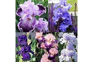 Floral Flourish: 50+ Mixed Iris Seeds for a Captivating Garden