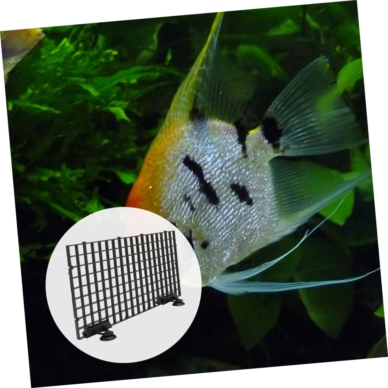 VICASKY 1Set Aquarium Bottom Divider Fish Tank Isolation Plate Board Divider for Filtration and DIY Aquarium Setup Multi Purpose Design for Breeding