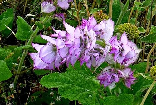 Miniatura 2 de Semillas Clary Sage Medicinal Herb Non GMO