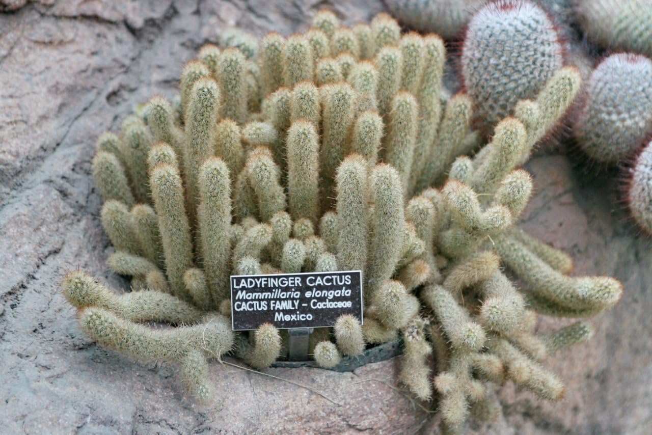 Mammillaria Elongata Lady Finger Cactus Royal Gold Lace Cacti Rare 20 SEEDS