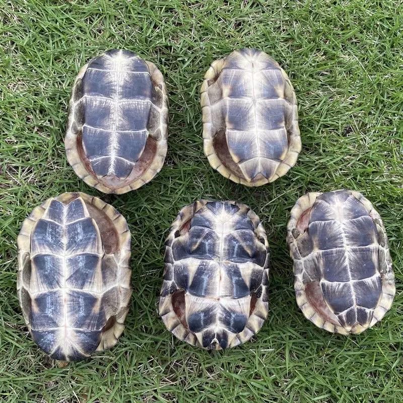 Natural Turtle Shell, Real Animal Bones Specimen Collection Animal Taxidermy for Home Decoration Special Gifts (5)