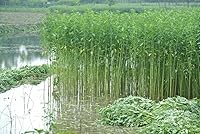 Vista 3 de Semillas de espinaca egipcia 2000 - Día de Rau - Corchorus Olitorius Molokhia, Ewedu, yute, semillas de saluyot Sin OMG Orgánico Heirloom