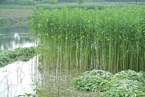 Miniatura 3 de Semillas de espinaca egipcia 2000 - Día de Rau - Corchorus Olitorius Molokhia, Ewedu, yute, semillas de saluyot | Sin OMG | Orgánico | Heirloom