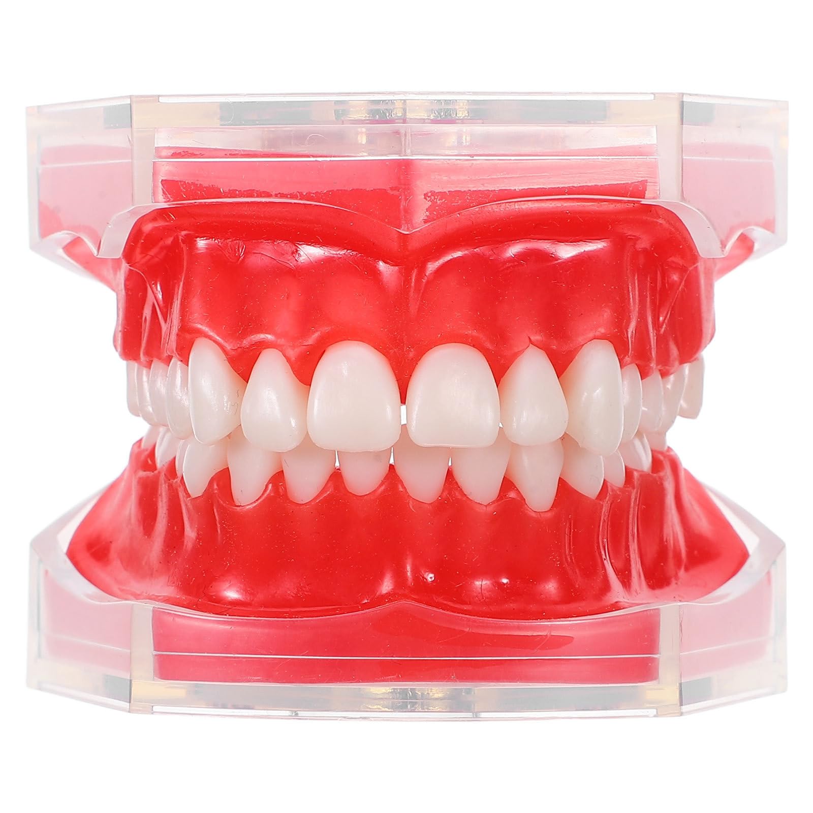 Modèle de dents en résine de qualité supérieure pour étude - 8