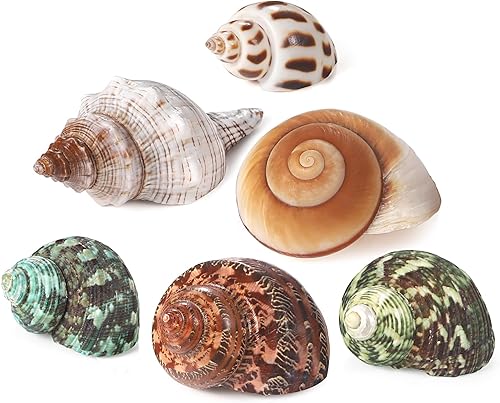 Miniatura 2 de PPCLION Conchas de cangrejo ermitaño natural Turbo concha de mar para decoración, tamaño 1.5-3.5", 6 PCS. apertura 0.5"-1.5"