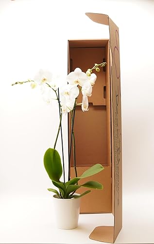 Miniatura 2 de DecoBlooms Living DB00964 - Planta de orquídea de doble tallo de 5 pulgadas - Decoración para el hogar de floración fresca DB00964