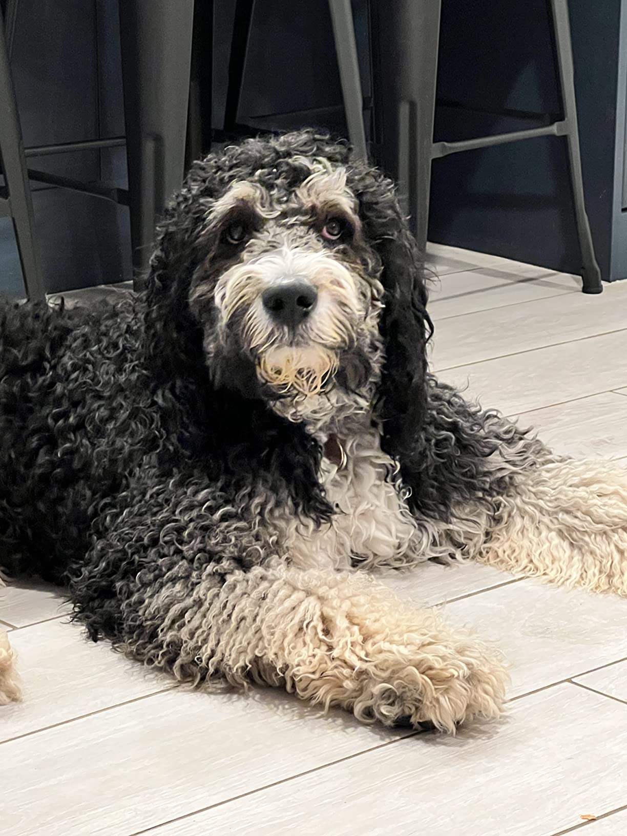 2/mo Finance Absorbine ShowSheen Detangler Gel for Coat, Mane & Tail