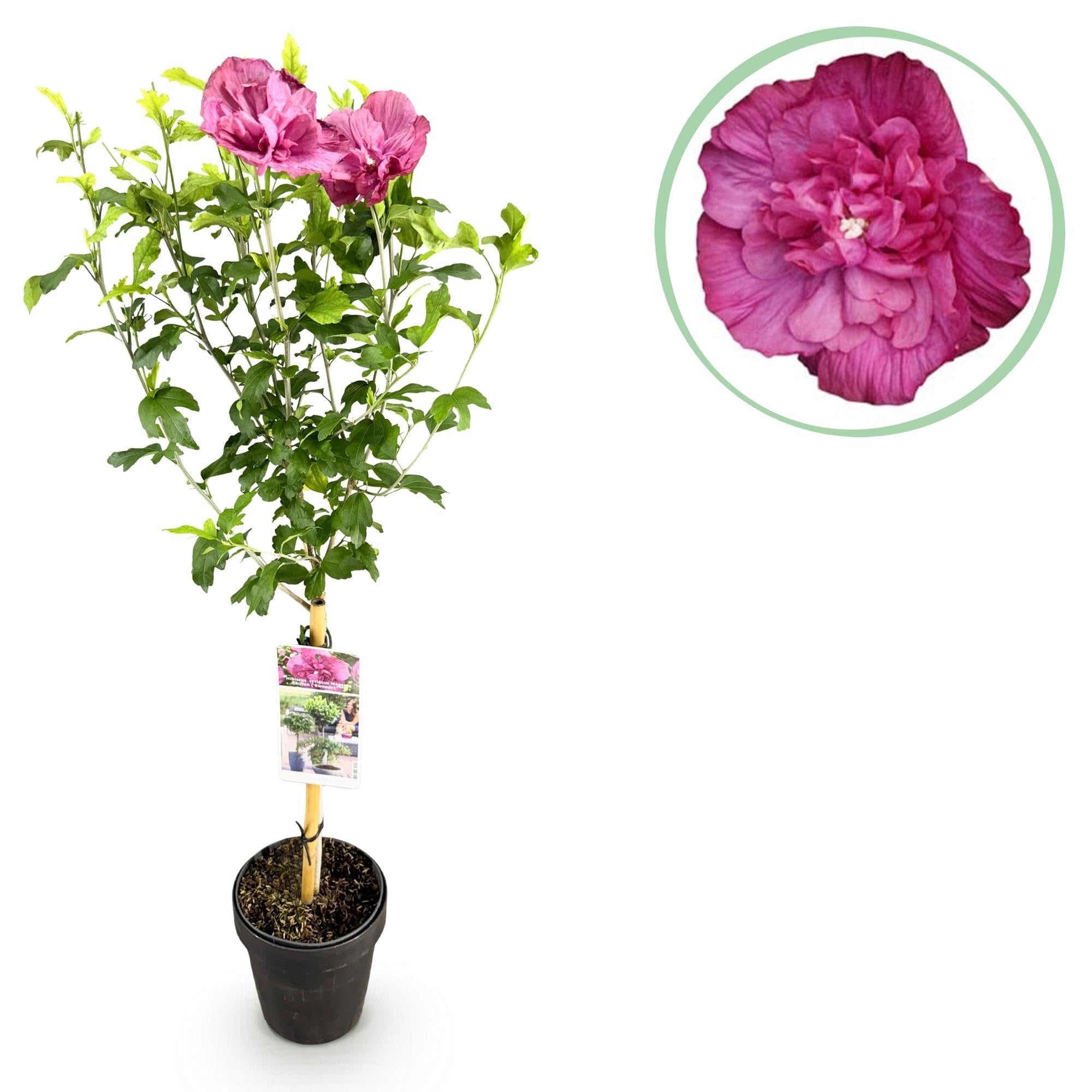 Hibiscus syriacus magenta szyfon – kwitnąca roślina łodyga z kwiatami w kolorze magenty – rzucająca liście i łatwa w pielęgnacji – doniczka Ø 19 cm – wysokość ok. 90 cm – na taras i balkon