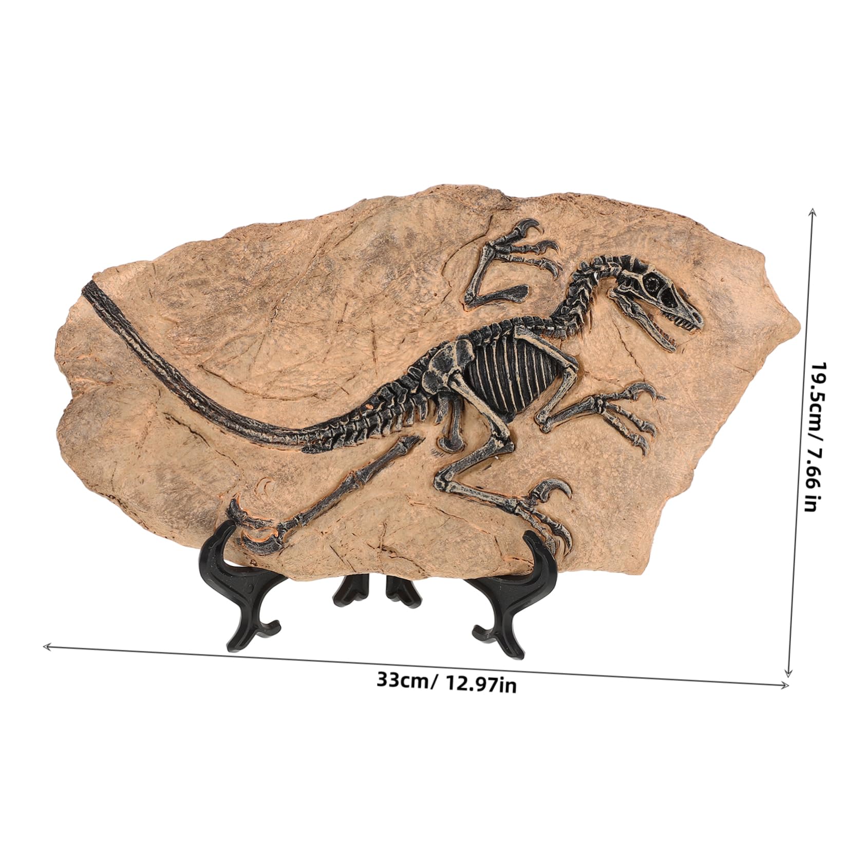 1set Decorazioni Fossili Di Dinosauro Da Tavolo Per Educazione e Arredo Oggetto Unico Per Conversazioni Interessanti e Compleanni Esempio Didattico Di Vita Preistorica Ornamento