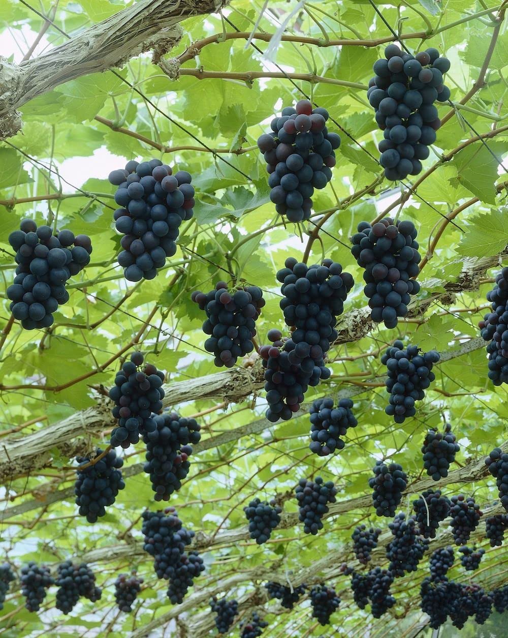 Eroanvia Grapes Plant (Plant Height 2-3) Healthy Hybrid Live Frout Plant For Home Garden Angoor Sweet Fruit Plant (B0BGLY99XF) Amazon Price History, Amazon Price Tracker