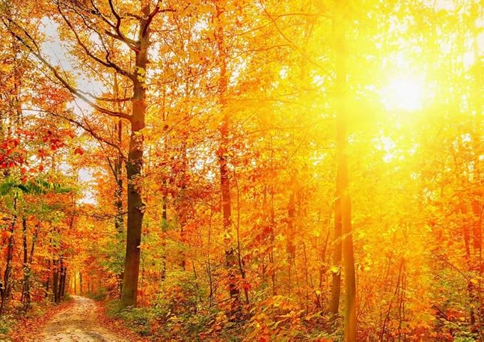 Amazon Co Jp 絵画風 壁紙ポスター はがせるシール式 紅葉の陽射し 緑黄紅の森林浴 秋の小道 もみじ 黄葉 癒し キャラクロ Kyo 017a1 A1版 0mm 585mm 建築用壁紙 耐候性塗料 日本製 ウォールステッカー お風呂ポスター ホーム キッチン