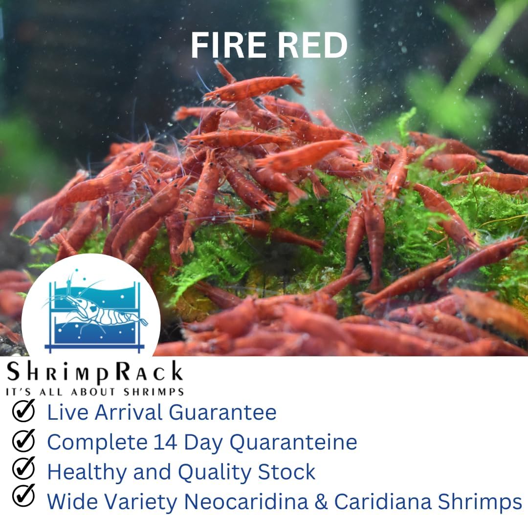 ShrimpRack™ 20 Fire Red Shrimps Neocaridina Live Freshwater Shrimps for Aquarium. Fully Mature Breeding Age. Live Arrival Guarantee
