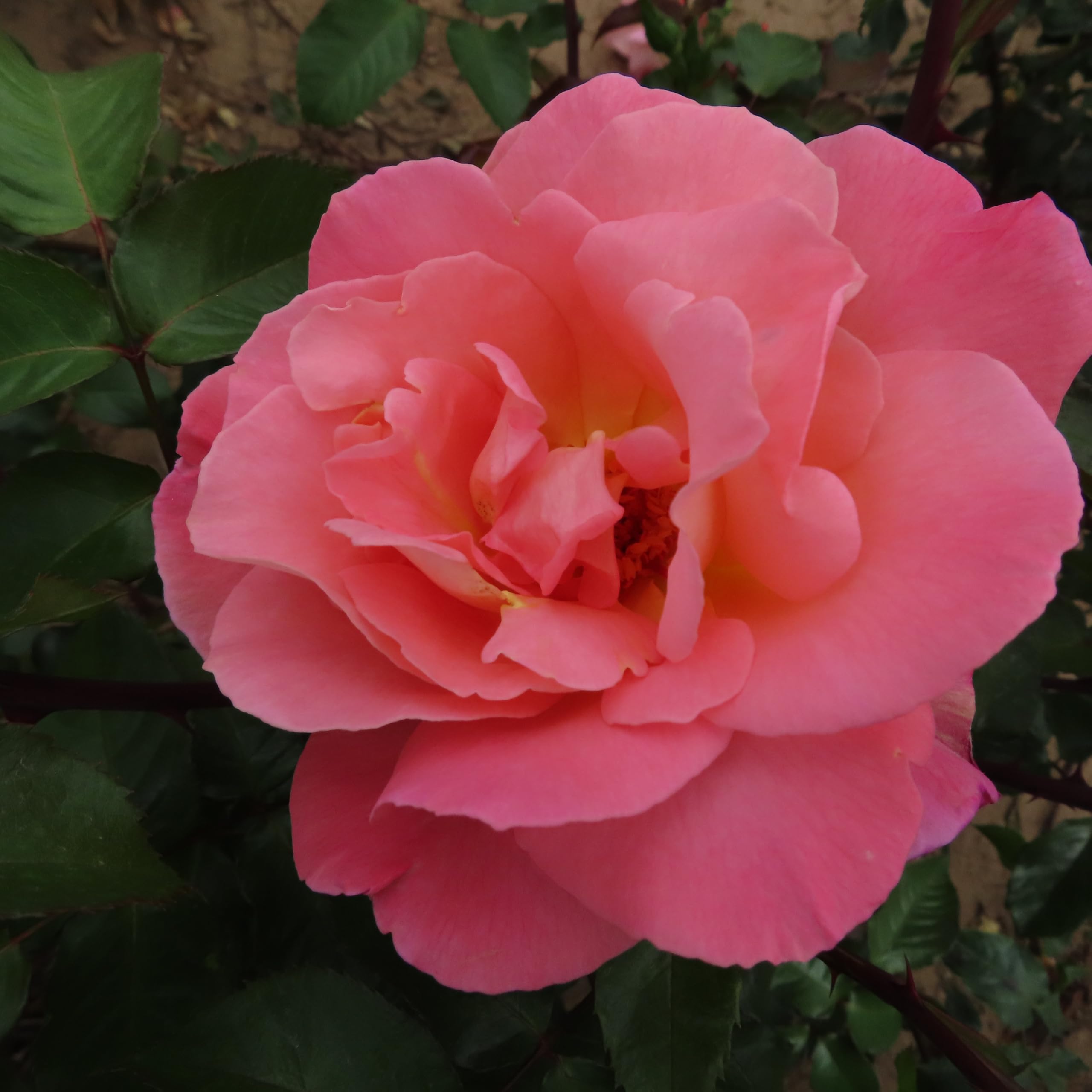 Alice - 5.5lt Potted Climbing Garden Rose - Semi-Double Salmon Pink, Golden Stamens - Perfect for Attracting Bees