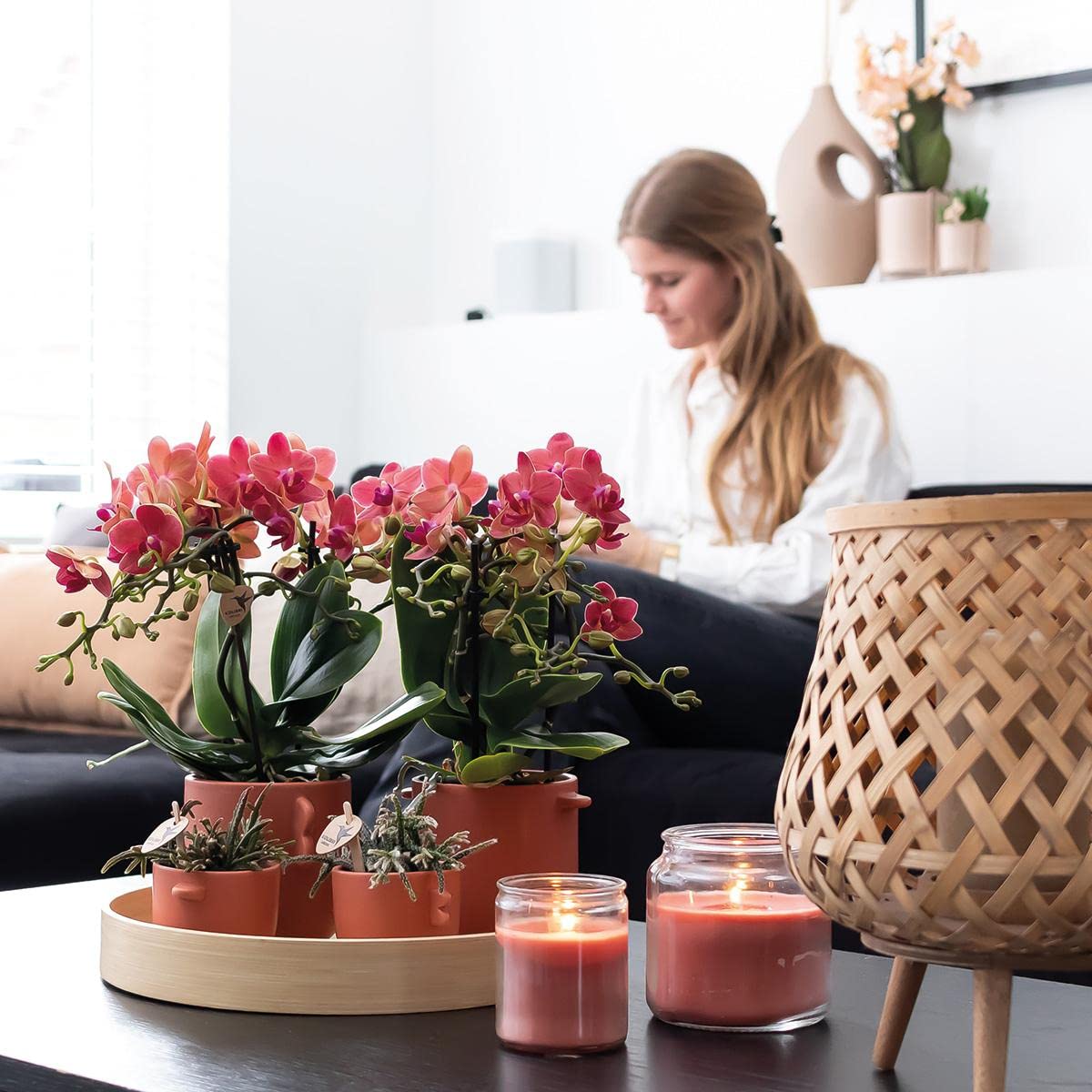 Kolibri Combi Deal Lot de 2 orchidées Phalaenopsis rouges – Congo – Taille du pot Ø 9 cm – Plante d'intérieur – Fraîcheur du cultivateur