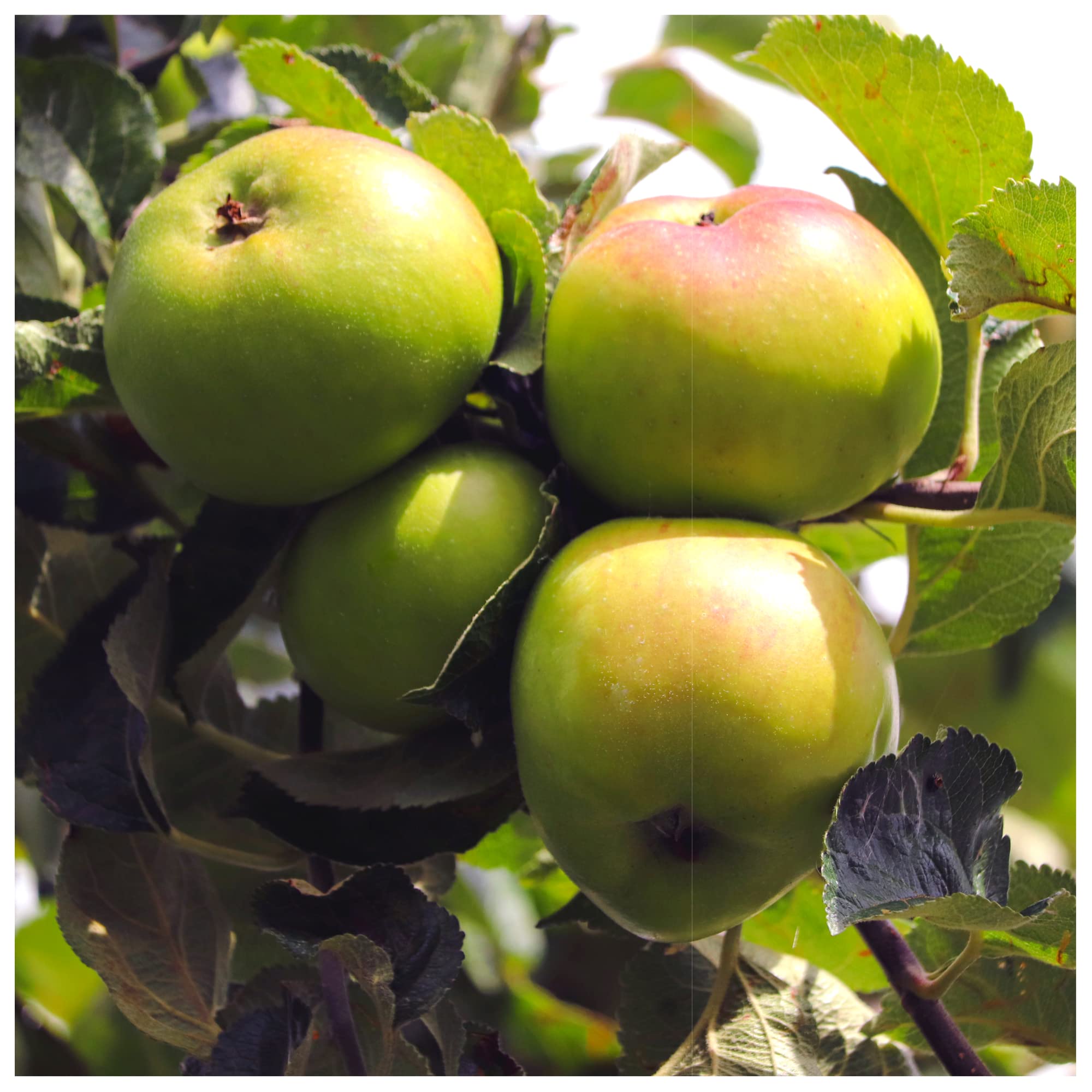 Bramley Seedling Apple Tree 4-5ft in a 6L Pot, Ready to Fruit, The Most Popular Cooker 3fatpigs®
