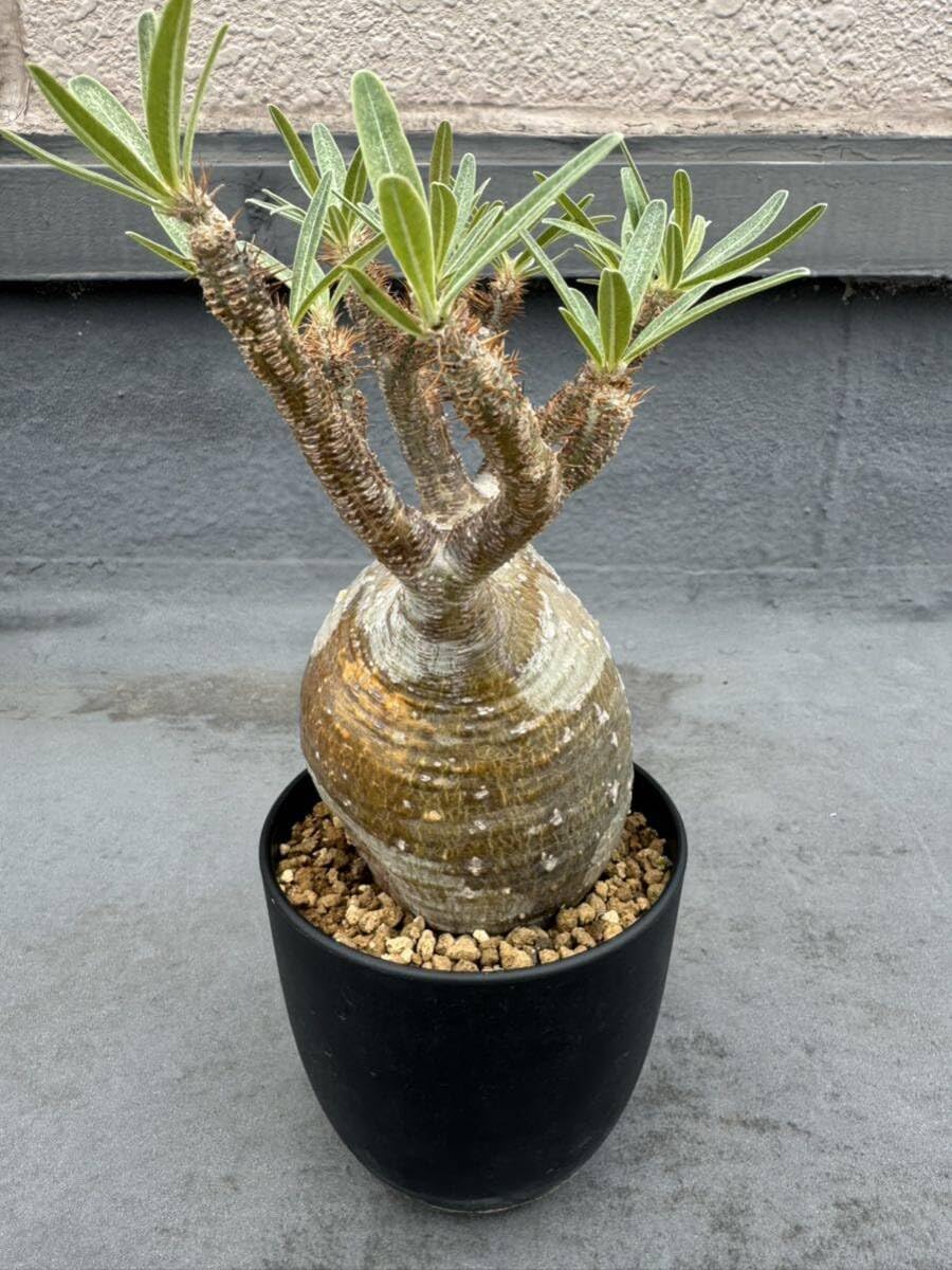 【Masa】パキポーズ　グラキリス、アガベ Amazon.co.jp: パキポディウム グラキリス 発根済み 枝折れなし