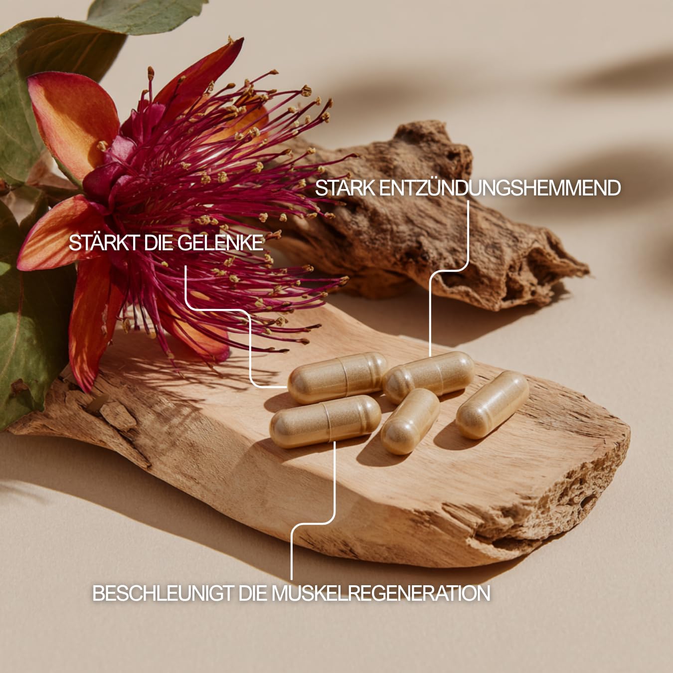 Teufelskralle Kapseln – Harpagophytum procumbens – Traditionelle Pflanze – 100% Vegan – HACCP – Frankreich