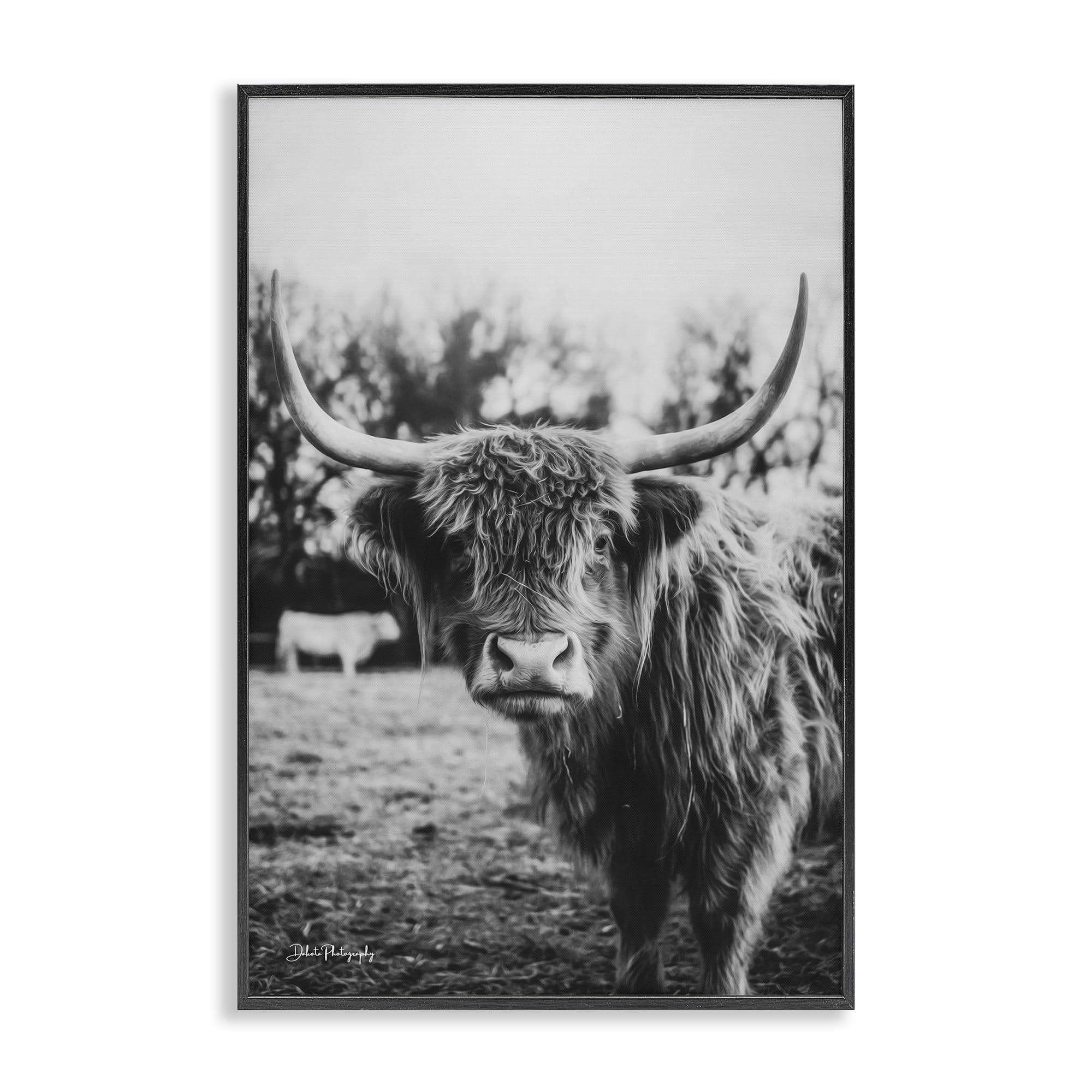 Stupell Industries 'Peering Highland Cattle', Framed Giclee Art, Black, 16 x 24 Inches, Easy to Hang and Sturdy, Made in USA, by Dakota Diener