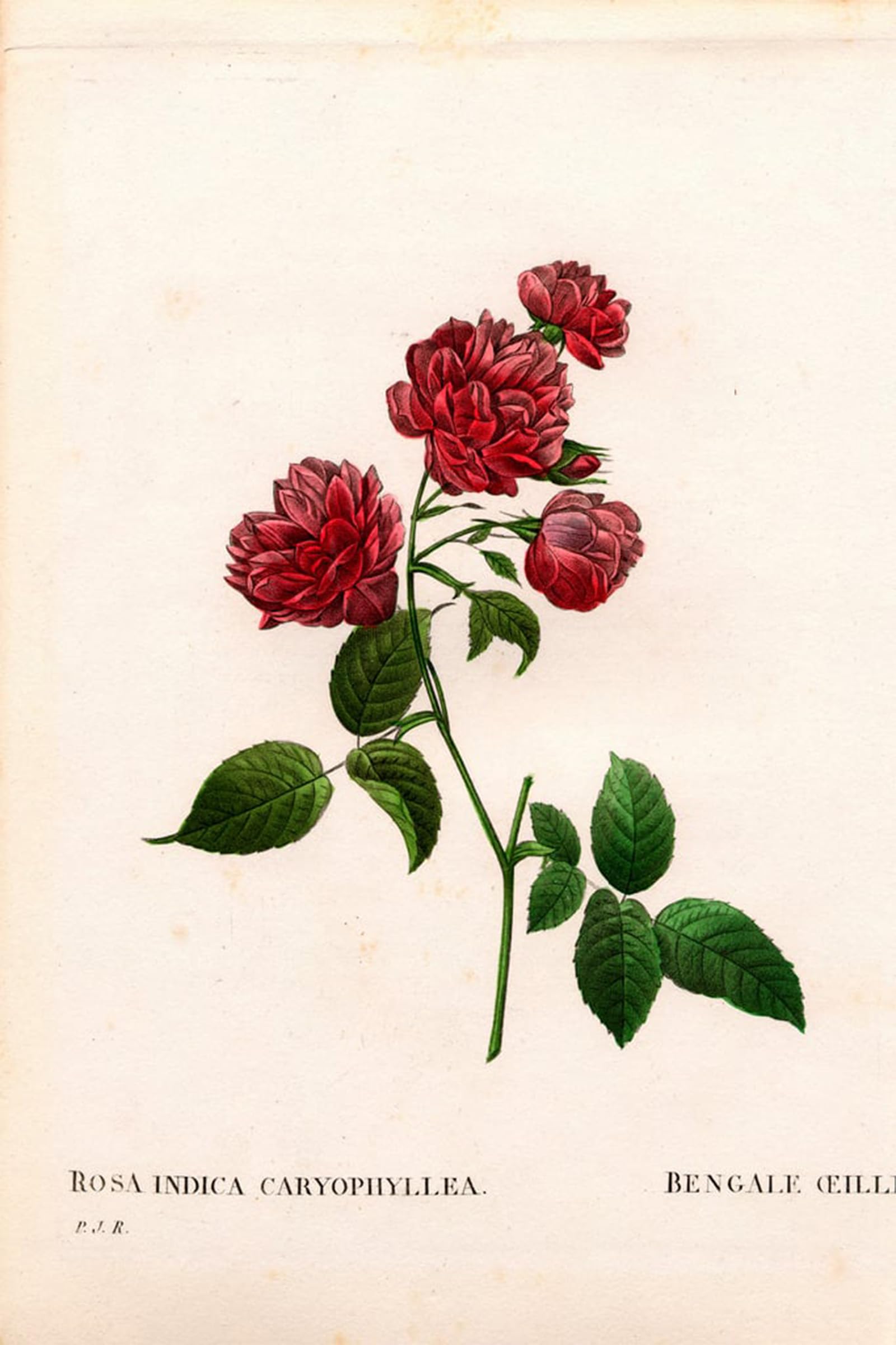 POSTERIIk Famous Modern Artwork Art Mural Carnation China rose Rosa chinensis variety The Bengal Carnation Carnation by Pierre Redouté Oil Paintings Pictures for Home Decor 60x90cm