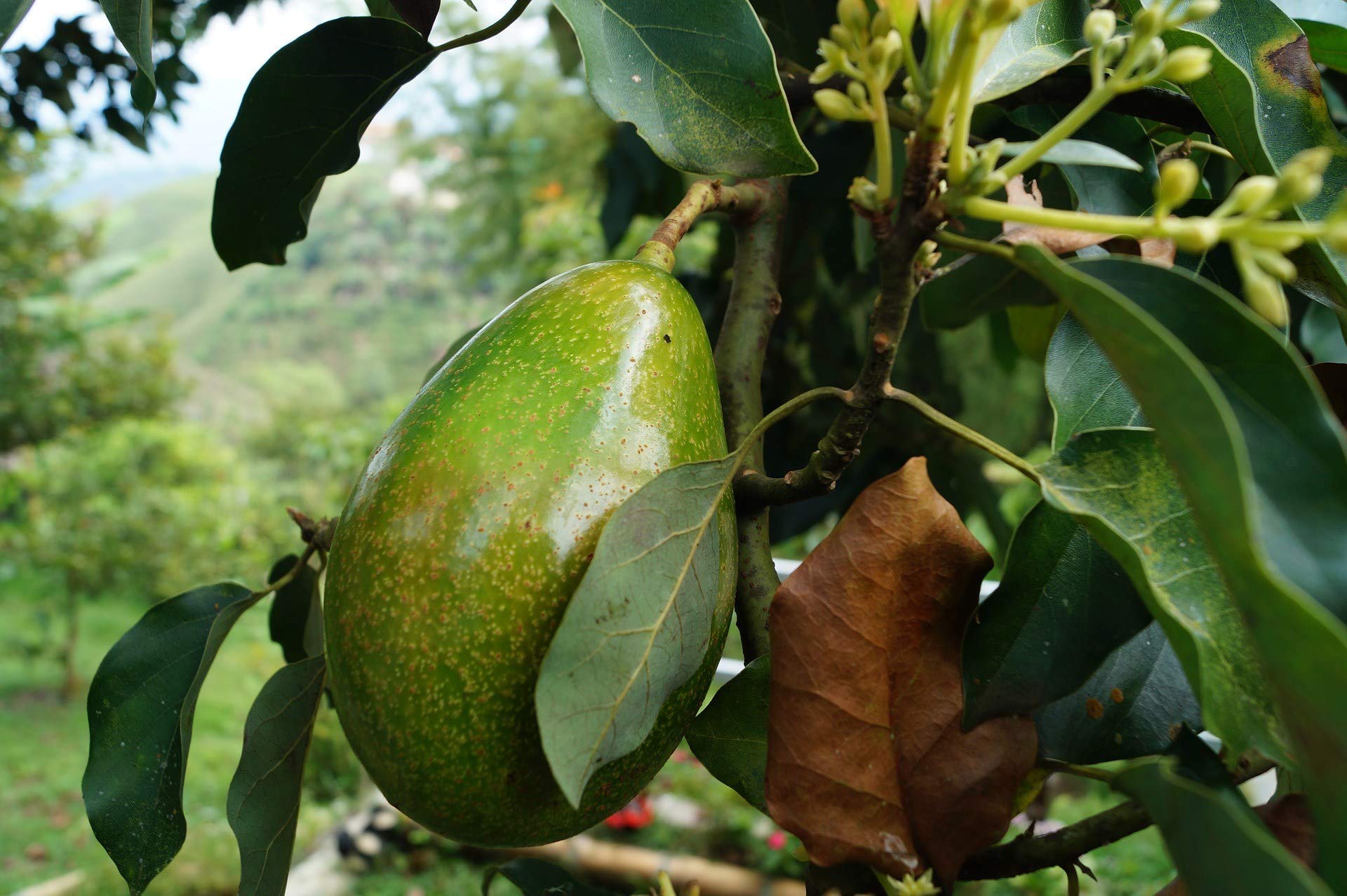 Royal Paradise Garden Rare Hybrid Helen Avocado Grafted Live Plant (B07ZK969JJ) Amazon Price History, Amazon Price Tracker