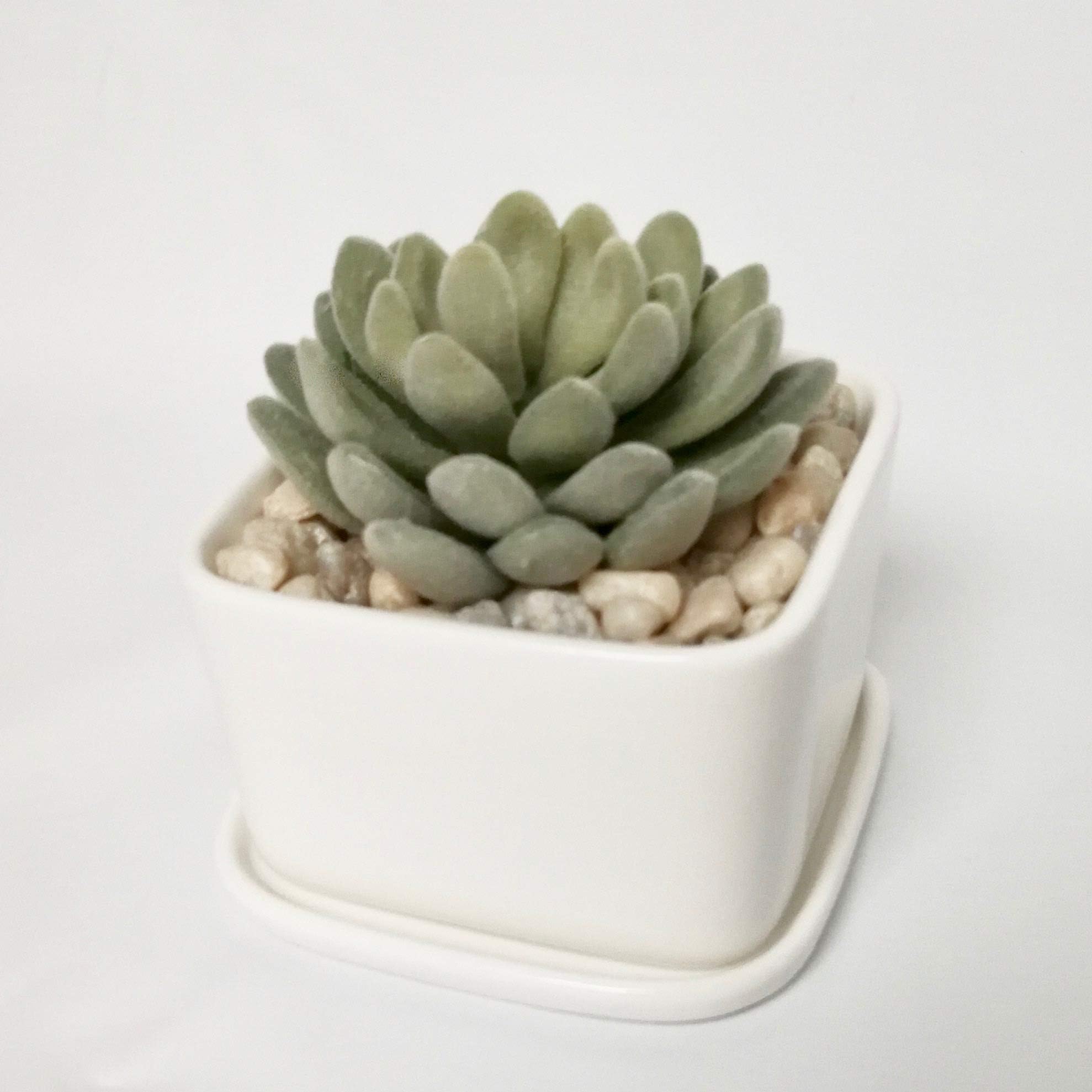 Cubic White Porcelain Planter with Tray. Maikai Products Ceramic Minimalist Contemporary Pot. Great for Succulents/Cactus. Ideal Home and Office Decor. (2)