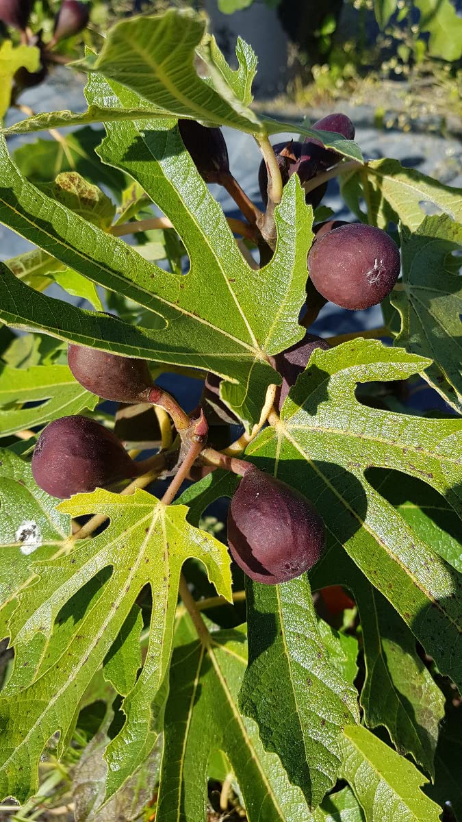 Ficus carica FIGALITY® 'Little Miss Figgy' / Figuier nain à fruit noir/Conteneur de 3 à 4 litres/Touffe