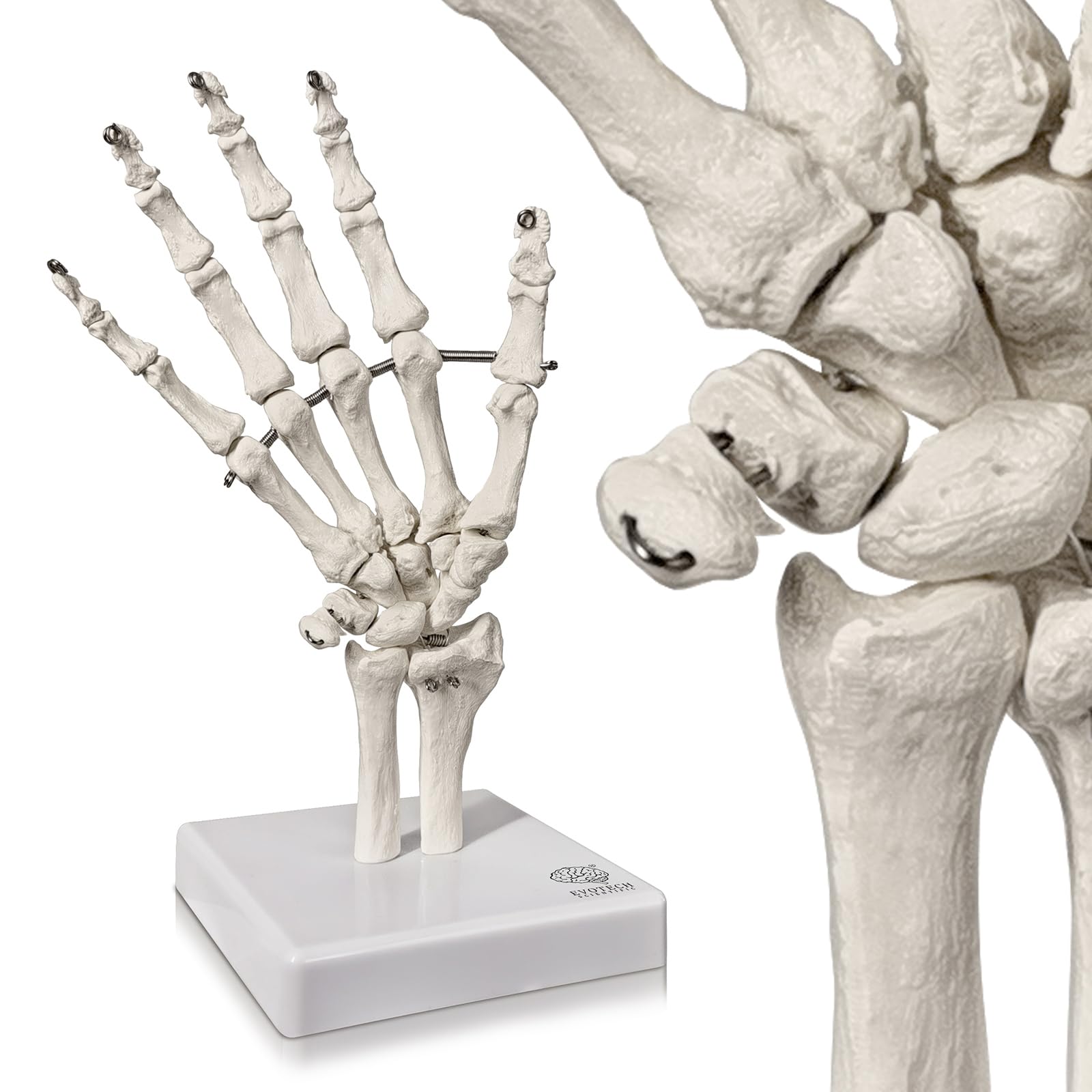 EVOTECH SCIENTIFIC Anatomical Hand Skeleton Model with Articulated Joints, Shows Ulna and Radius, Portray Natural Movement of Human Hand