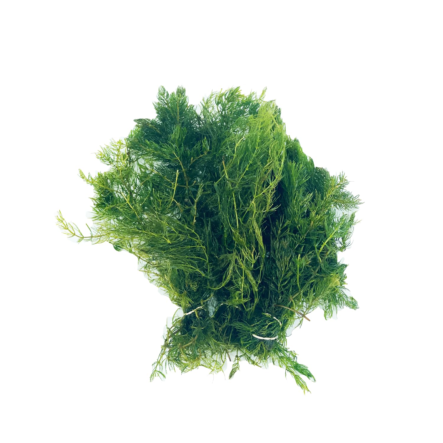 3xHornwort Plants, Live Aquarium Plants | Fast-Growing Aquatic Plants Perfect for Beginners