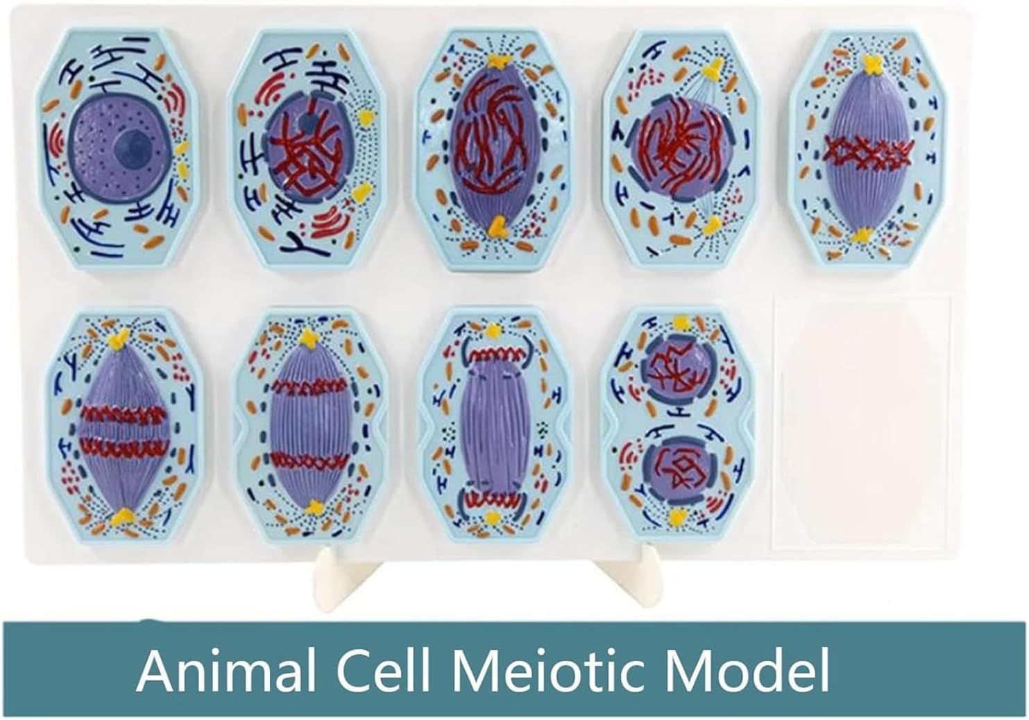マンウィズ　Gratz CELL DIVISION DVD Amazon.com: YFFSYLCH Plant Cell & Animal Cell Mitosis and Meiosis
