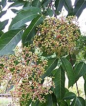 Evodia Tetradium Daniellii 'Honey Tree' Mellifer Plant - Potted Diameter 14 cm - H 50 cm